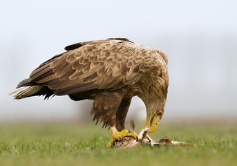 Adult white tailed eagle eating fish in the grass, clean background, Hungary, Europe