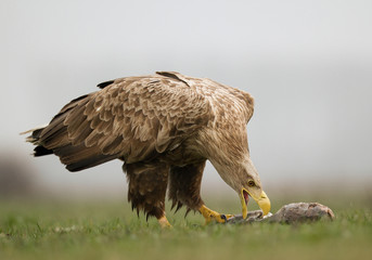Adult white tailed eagle eating fish in the grass, clean background, Hungary, Europe