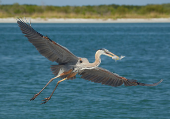 Great grey heron in flight, with fish in the beak, blue and green background, Florida, USA