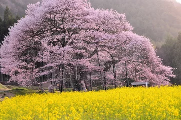 Papier Peint photo autocollant Fleur de cerisier 黒部の桜と菜の花