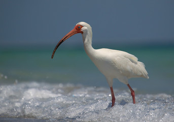 White ibis looking for food in bay water, with clean blue background, Florida, USA