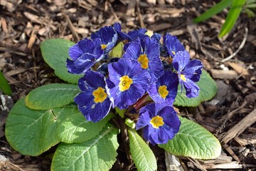 Blue flowers