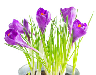Purple crocus flowers