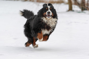 Bernese Mountain runs in the snow