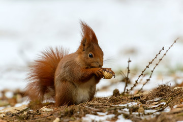 Squirrel in the snow with walnut