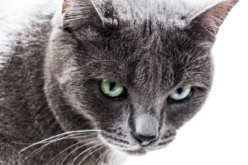 Cat in a Bright Background Setting