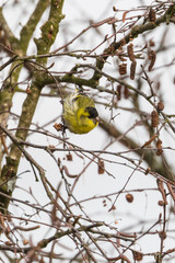 Close up view of Eurasian siskin