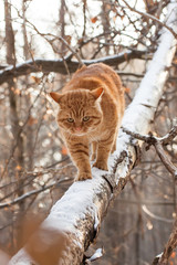Naklejka na ściany i meble red angry cat in the forest on a branch