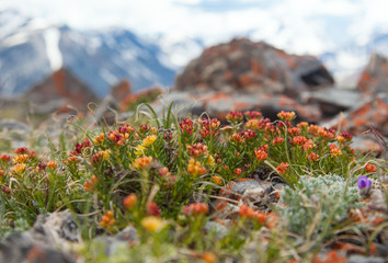 Flowers in a mountain valley