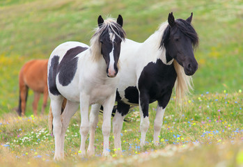 Horses on lush pasture - 103998581