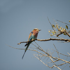  Ghiandaia marina pettolilla - lilac breasted roller  (Coracias caudata) del Timbavati Nature Reserve in South Africa
