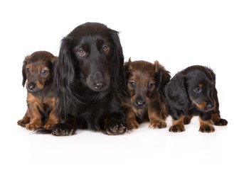 dachshund dog with puppies on white