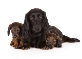 black dachshund dog with two puppies