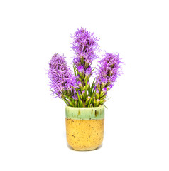 Liatris Flower, blossom in ceramic mug isolated on white background