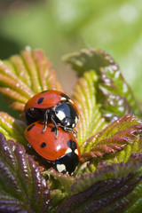 coccinelles