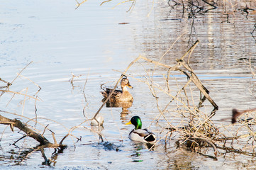 Duck on the water at sunset