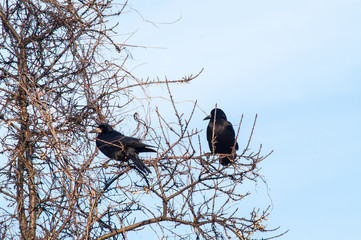 crow on tree