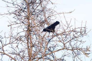 crow on tree