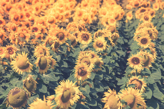Sunflowers Field view