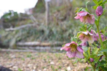 ピンクのクリスマスローズ