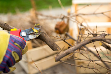 Gardener with a sharp pruner making a grape pruning - cutting branches at spring. Selective focus