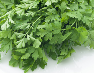 Coriander