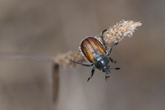 escarabajo Anisoplia baetica