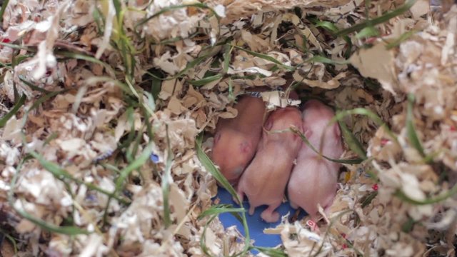 newly born bald mice