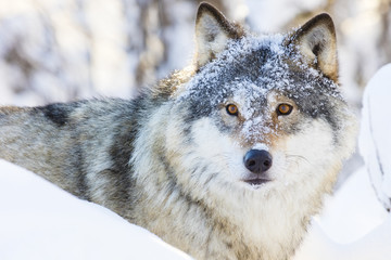 Naklejka na ściany i meble Wolf walking in beautiful winter forest