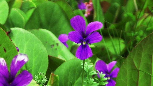 violet flowers close up on a background of green leaves Bergenia
