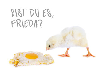 Fototapeta premium Kleines Hühnerküken mit Spiegelei fragt: 