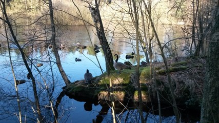 Enten und Wildgänse