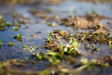 Frisches Gras im Frühling, Schneeschmelze