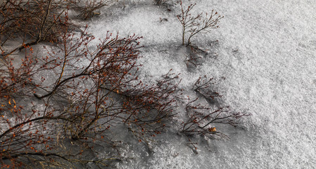 Frozen Bush