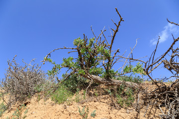 a shrub in the desert on the grass and sky