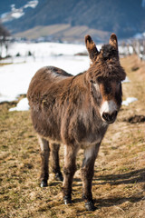 Fototapeta premium Esel auf Feld, nah