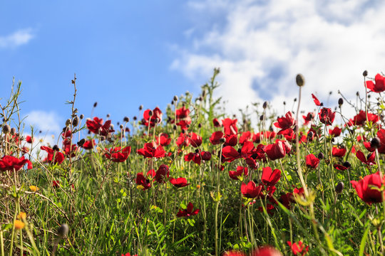 red flowers on a background of grass and sky © Michael Egenburg