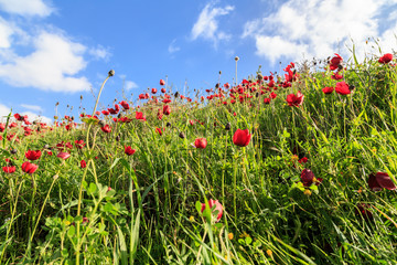 red flowers on a background of grass and sky