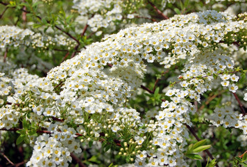 Spiraea spring flower