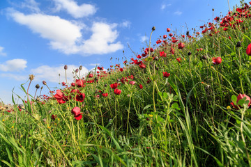 Obraz na płótnie Canvas red flowers on a background of grass and sky