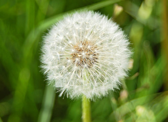 Close-up of dandelion seed on green background