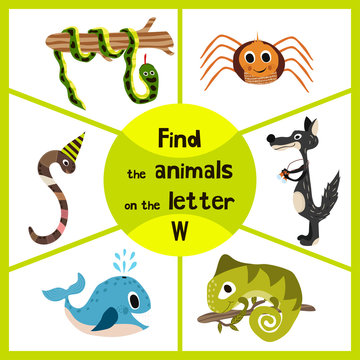 Funny learning maze game, find all 3 of cute wild animals to the letter , forest predator, the wolf, earthworm, and sea kit. Educational page for children. Vector