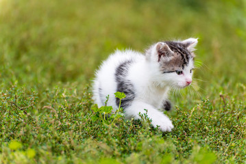 Spotted kitten walk in the grass at garden