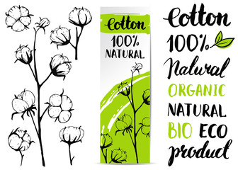 Set of vector hand draw cotton plant