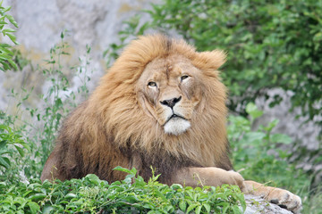 Obraz na płótnie Canvas Lion is resting lying on the rocks