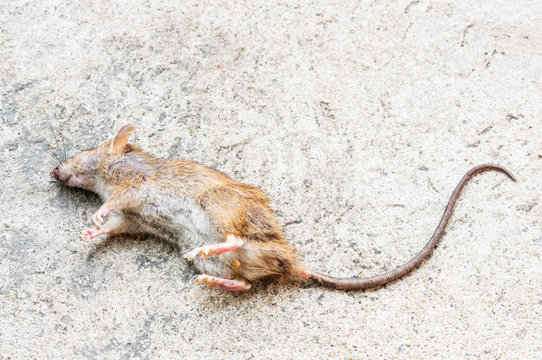 Dead Rat on floor background