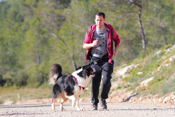 Australian shepherd canicross