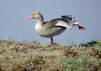 Greylag goose,Anser anser