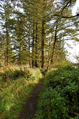 Fototapeta premium hiking trail at Cape Disappointment on the Washington coast in the Pacific Northwest