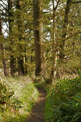 Fototapeta premium hiking trail at Cape Disappointment on the Washington coast in the Pacific Northwest